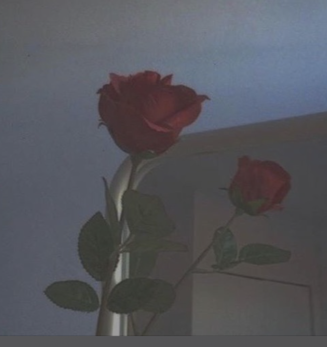 bury me in roses